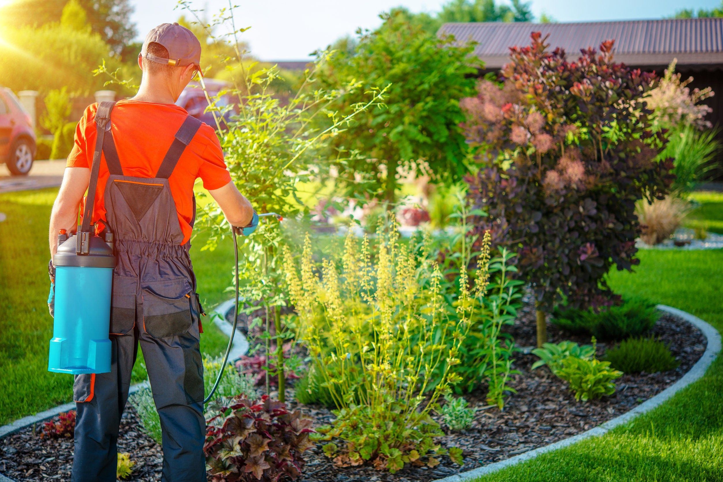 Professional pruning of trees and shrubs